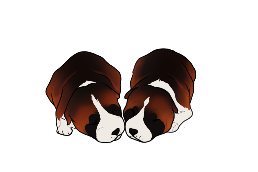 Beaumont Collie Litter #1305