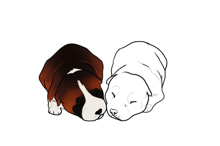 Beaumont Collie Litter #1305 - Puppy A