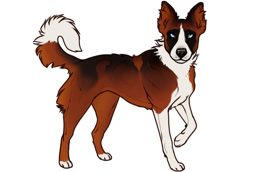 Beaumont Collie Litter #1305 - Puppy A