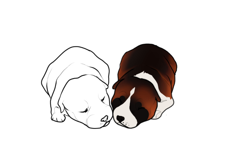 Beaumont Collie Litter #1305 - Puppy B