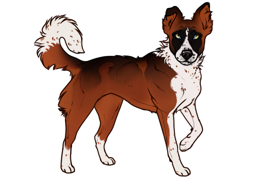 Beaumont Collie Litter #1305 - Puppy B