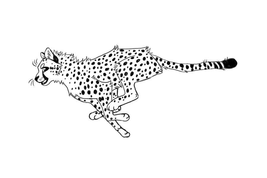cheetah wip