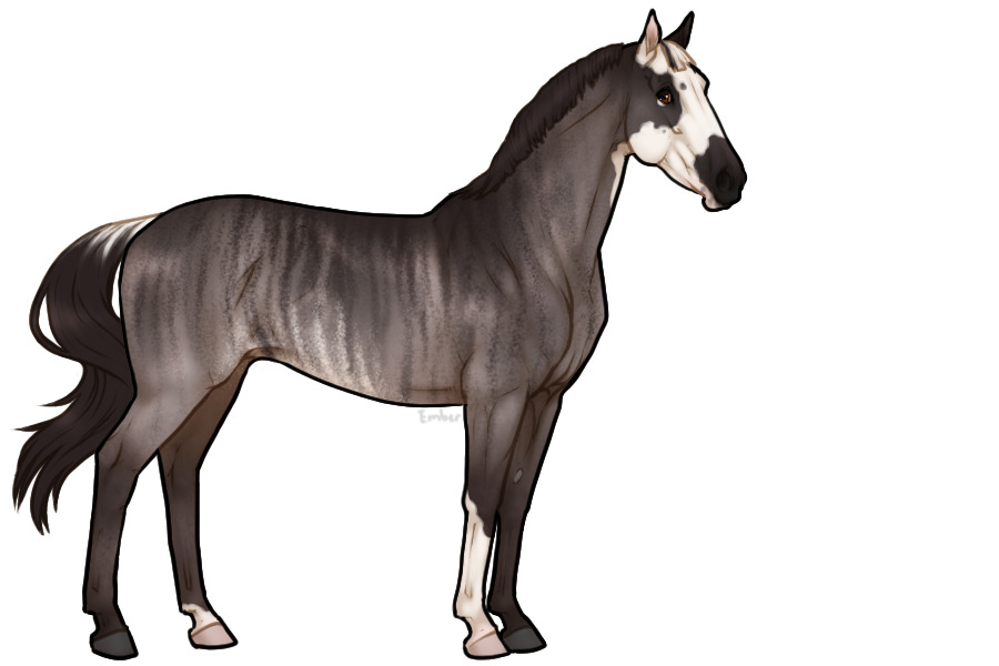 Brindle Rabicano Grulla