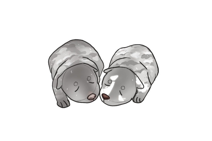 Beaumont Collie Litter #1332