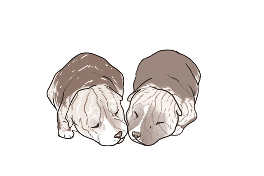 Beaumont Collie Litter #1331