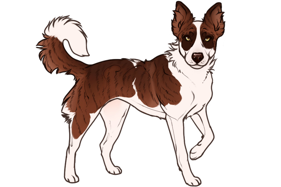 Beaumont Collie Litter #1320 - Puppy A