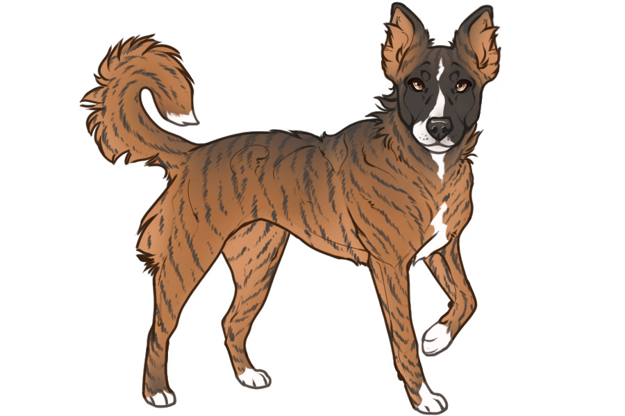 Beaumont Collie Litter #1320 - Puppy B