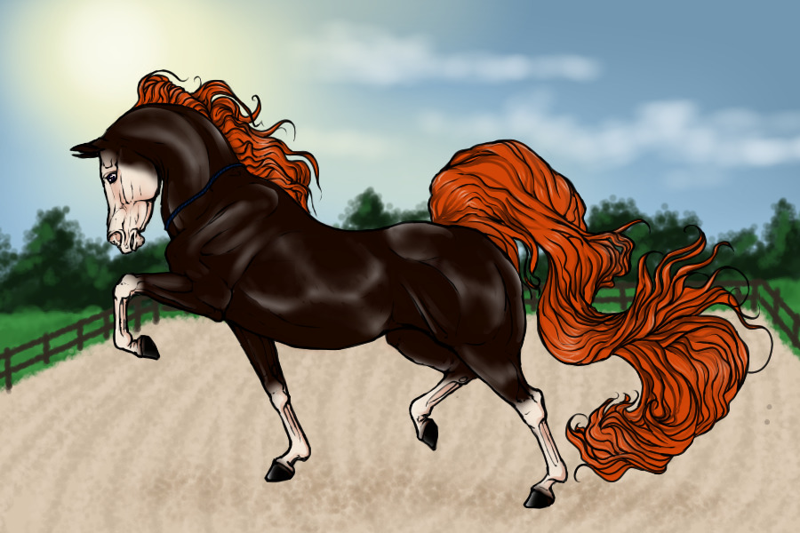 #00098 Black Chestnut Stockings and bald face