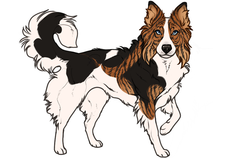 Beaumont Collie Litter #1324 - Puppy A