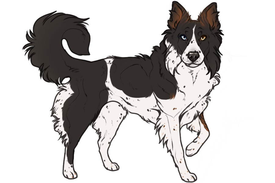 Beaumont Collie Litter #1324 - Puppy B