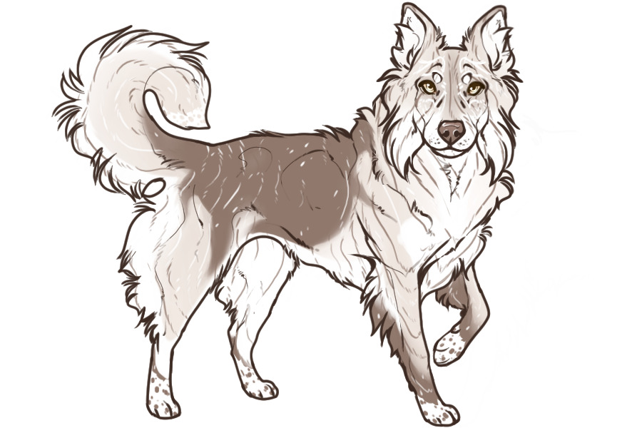 Beaumont Collie Litter #1331 - Puppy A