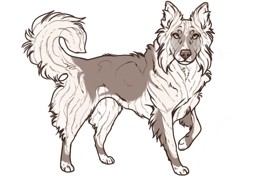 Beaumont Collie Litter #1331 - Puppy B