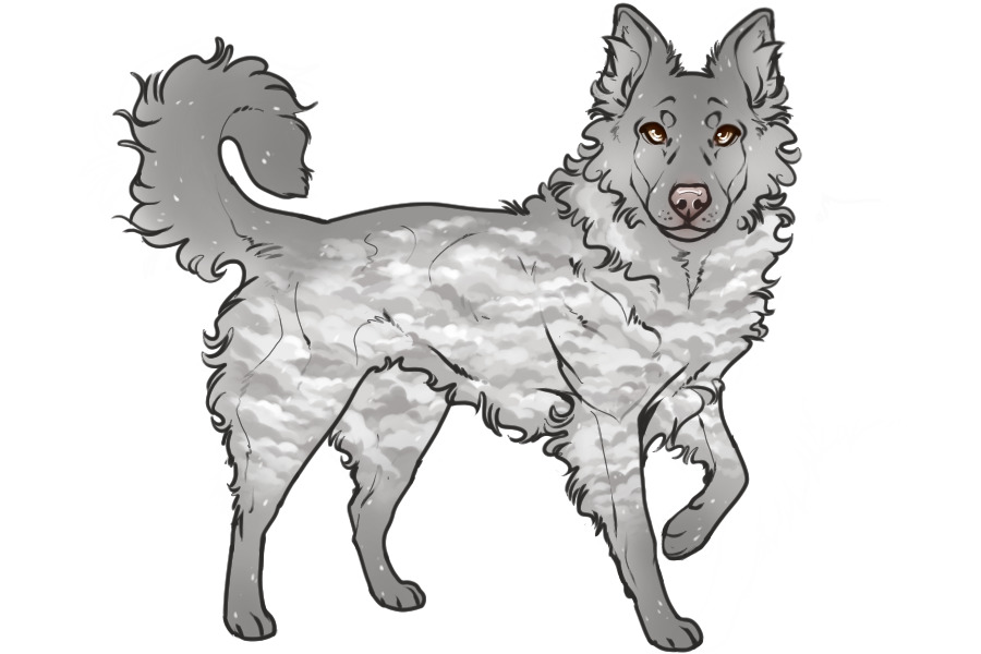 Beaumont Collie Litter #1332 - Puppy A