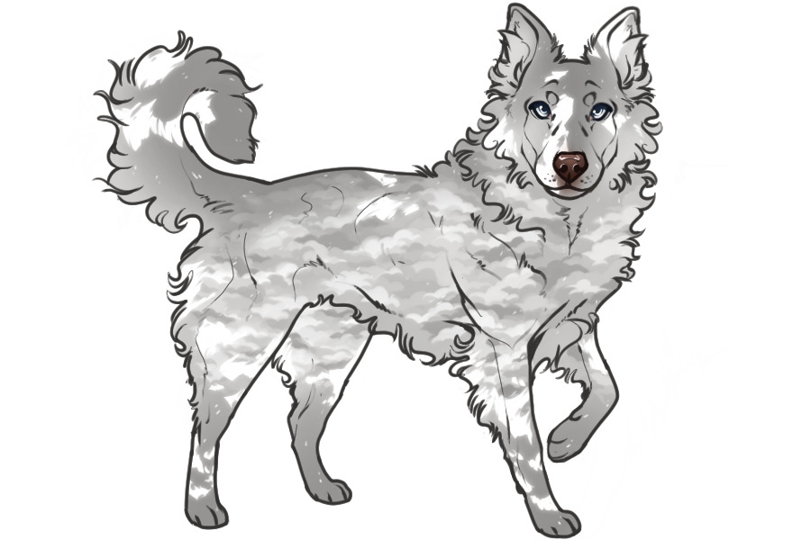 Beaumont Collie Litter #1332 - Puppy B