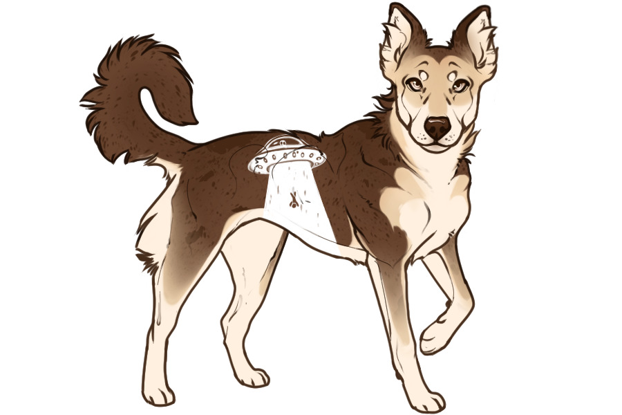 Beaumont Collie Custom #2304