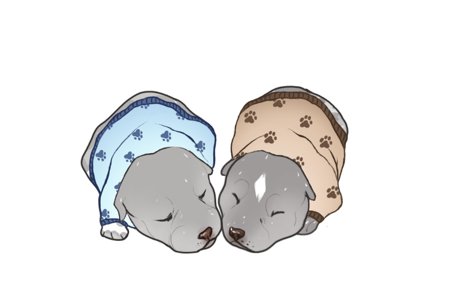 Beaumont Collie Litter #1337