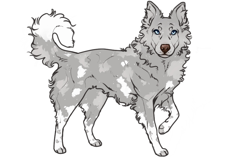 Beaumont Collie Litter #1337 - Puppy A