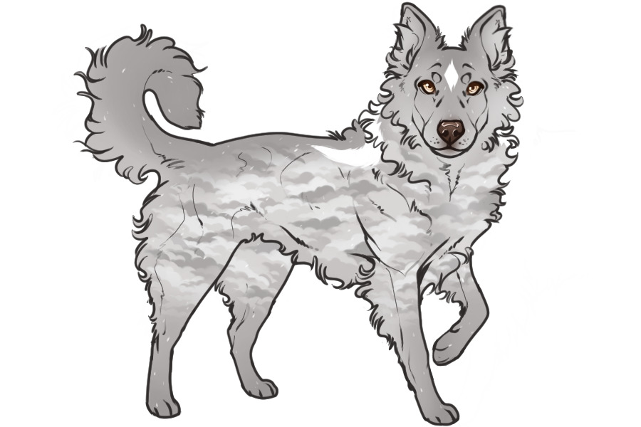 Beaumont Collie Litter #1337 - Puppy B