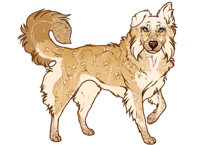 Beaumont Collie Custom #2316