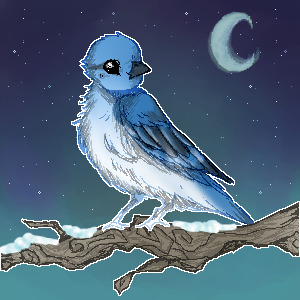 Mountain Bluebird