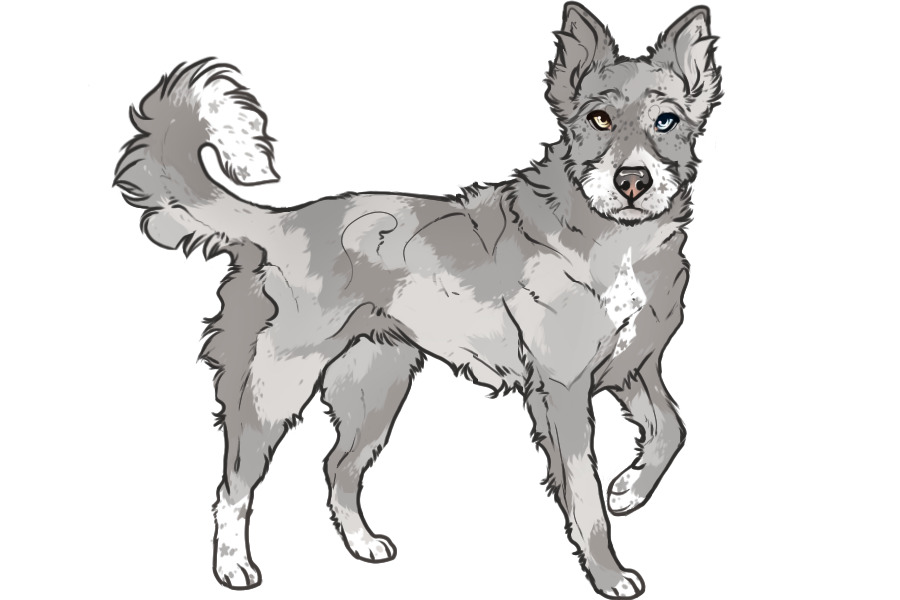 Beaumont Collie Custom #2321