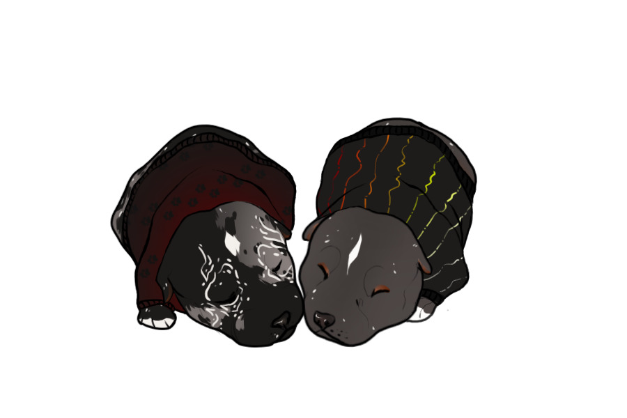 Beaumont Collie Litter #1339