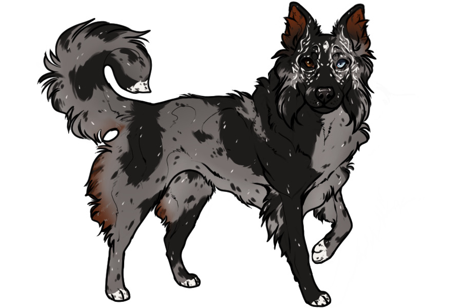 Beaumont Collie Litter #1339 - Puppy A