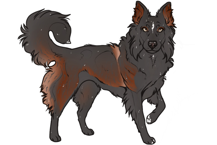 Beaumont Collie Litter #1339 - Puppy B