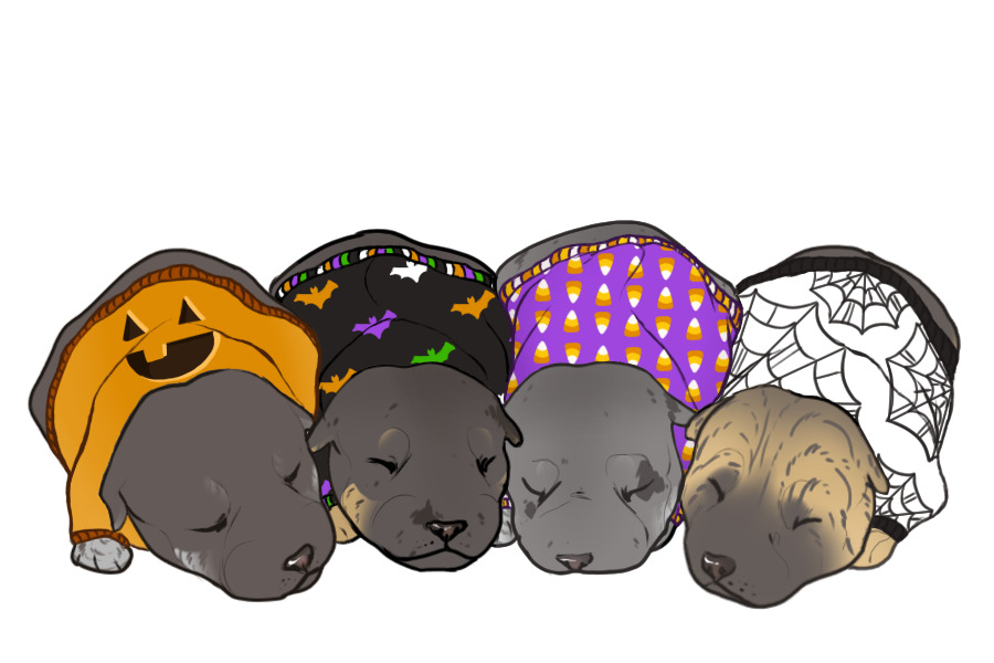 Beaumont Collie Litter #1340