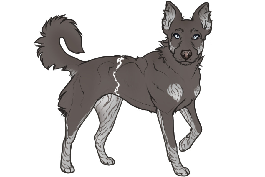 Beaumont Collie Litter #1340 - Puppy A