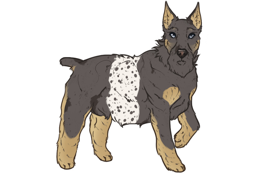 Beaumont Collie Litter #1340 - Puppy B