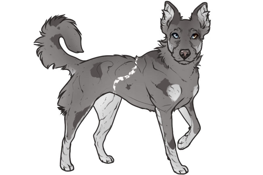 Beaumont Collie Litter #1340 - Puppy C