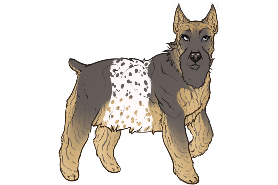 Beaumont Collie Litter #1340 - Puppy D