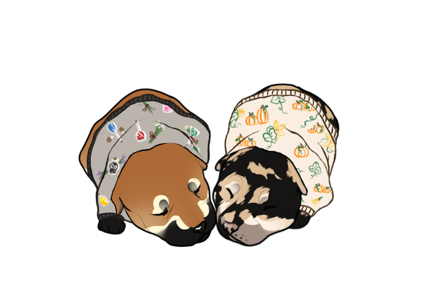 Beaumont Collie Litter #1342