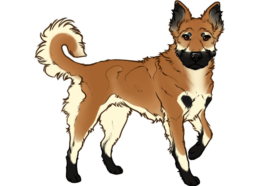 Beaumont Collie Litter #1342 - Puppy A