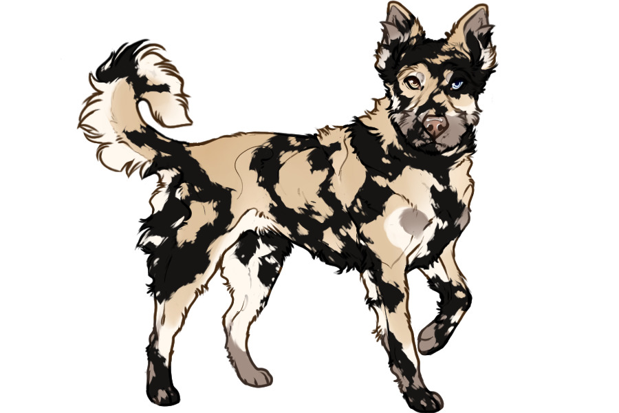 Beaumont Collie Litter #1342 - Puppy B