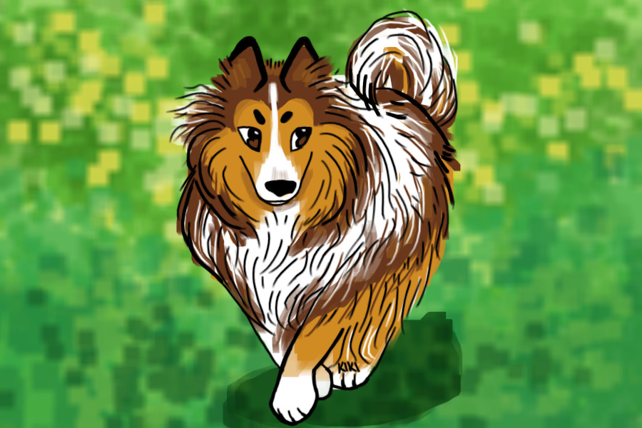 collie
