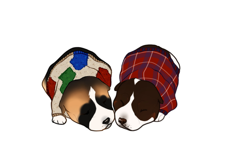 Beaumont Collie Litter #1346