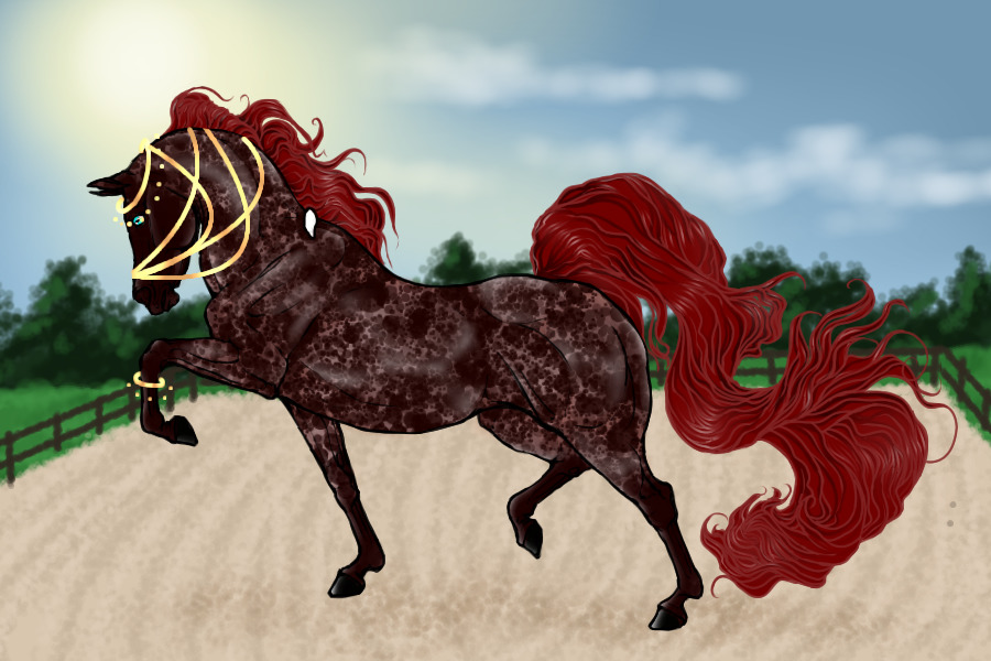 #00102 Black Chestnut Sooty Appaloosa