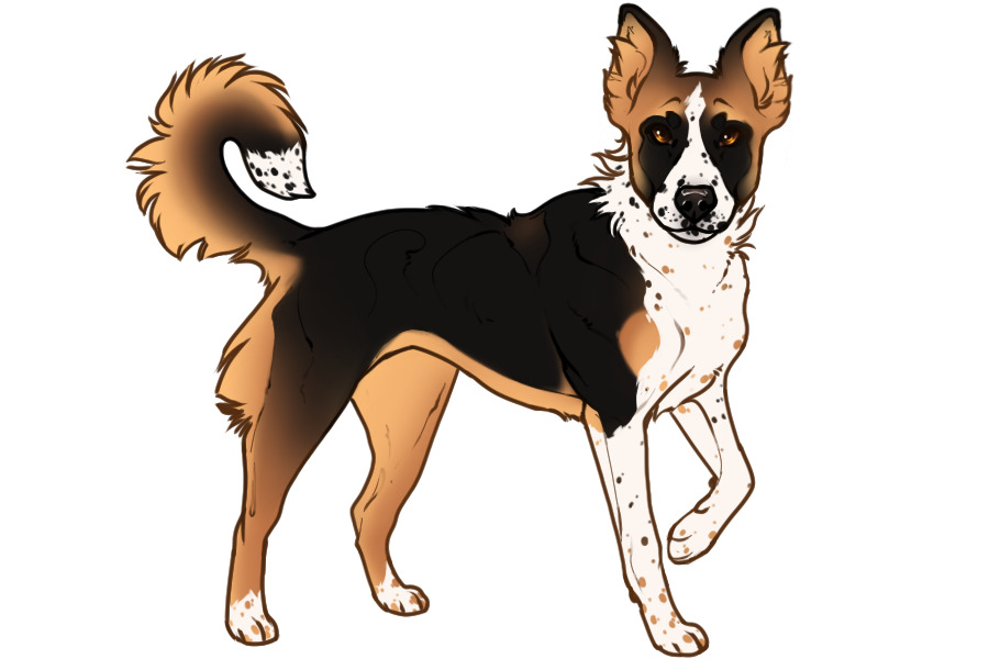 Beaumont Collie Litter #1346 - Puppy A