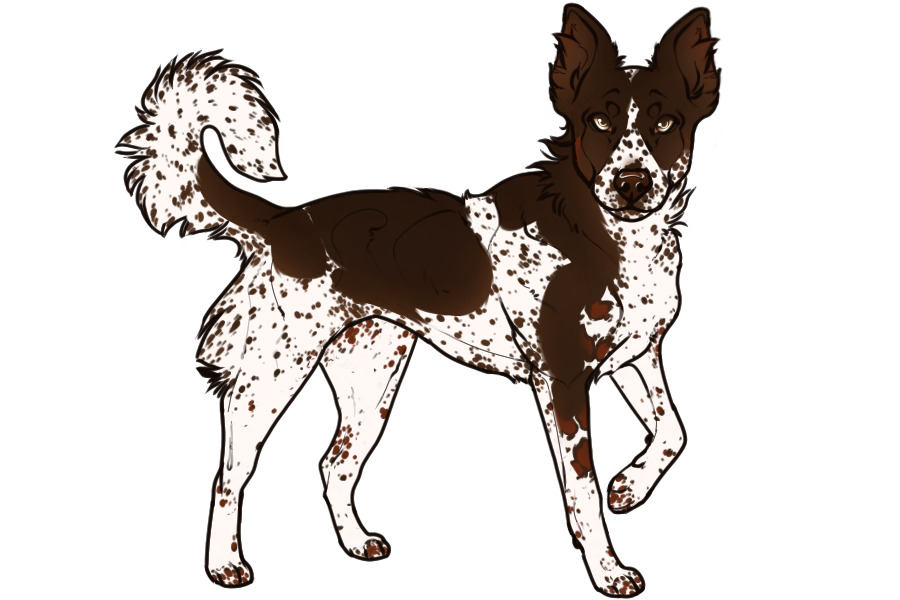 Beaumont Collie Litter #1346 - Puppy B