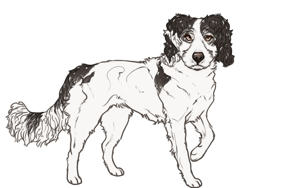 Beaumont Collie Litter #1347 - Puppy A