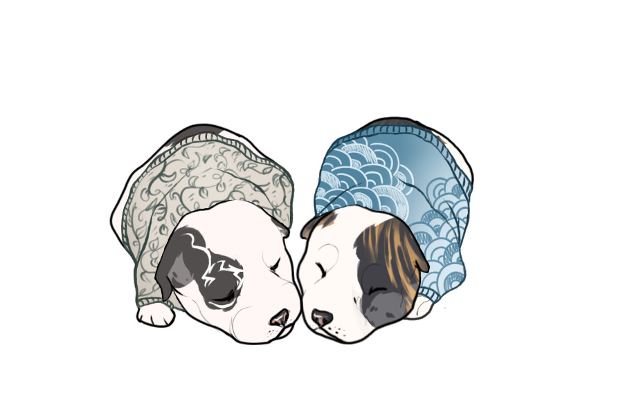 Beaumont Collie Litter #1358