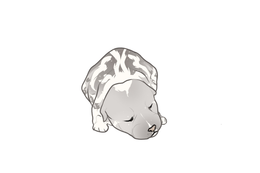 Beaumont Collie Litter #1351