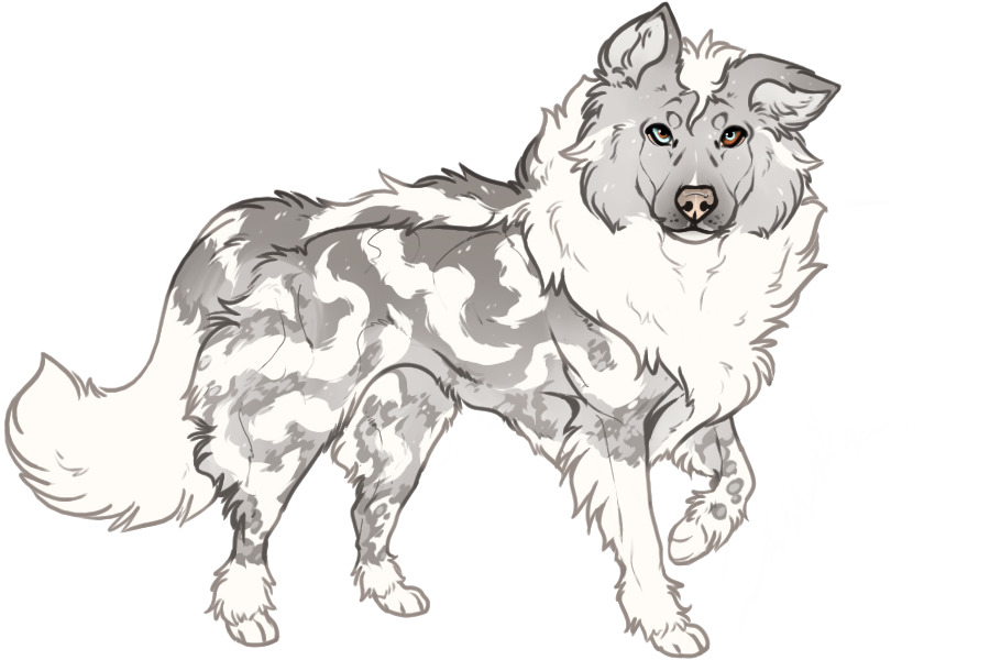 Beaumont Collie Litter #1351 - Puppy A