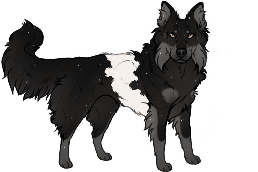 Beaumont Collie Custom #2349