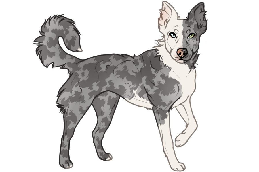 Beaumont Collie #1342 - Adopted