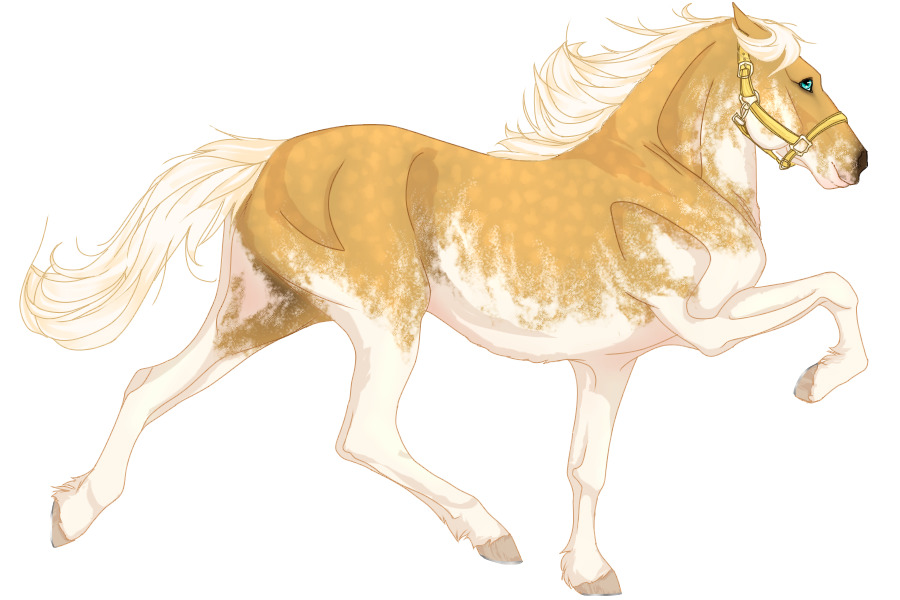 TITA | #0192 - Palomino Sabino