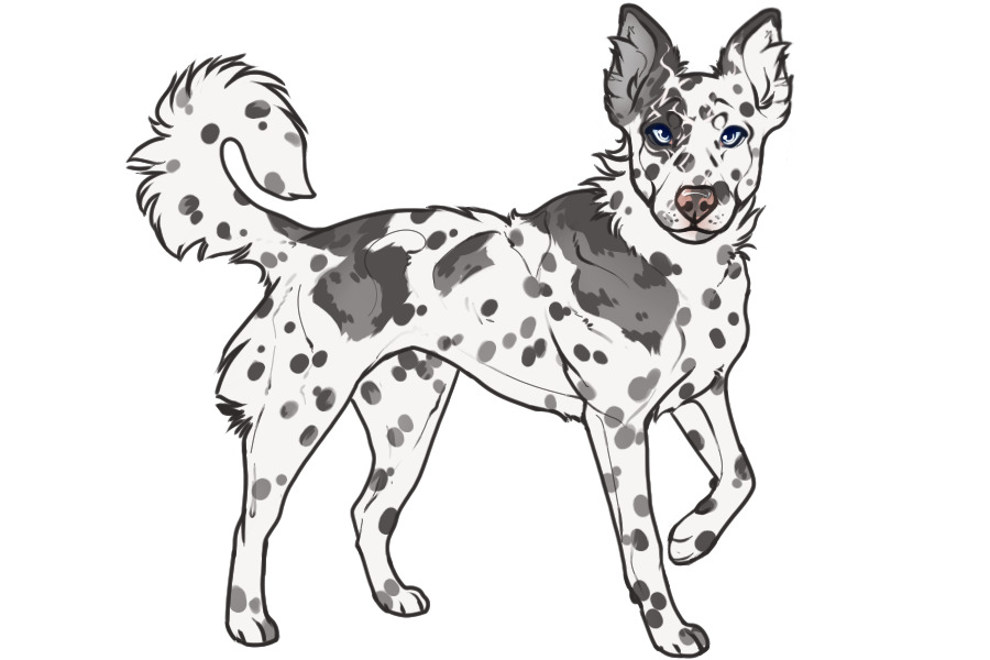 Beaumont Collie Litter #1358 - Puppy A