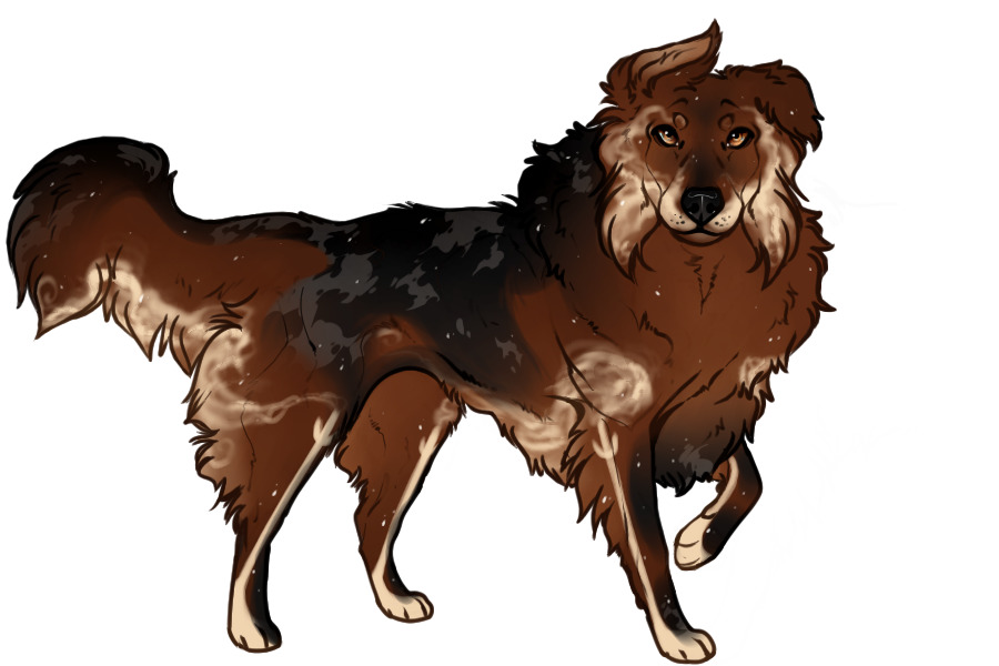 Beaumont Collie Custom #2357